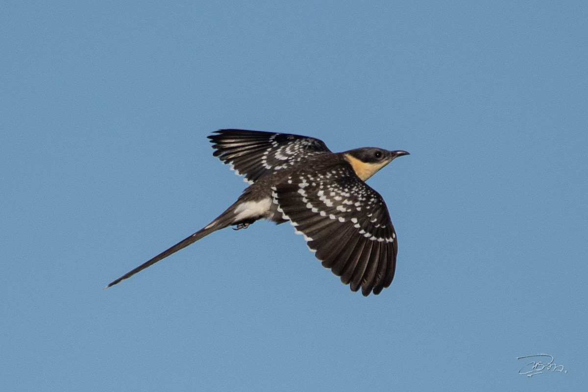 Great Spotted Cuckoo - Dominique Marques