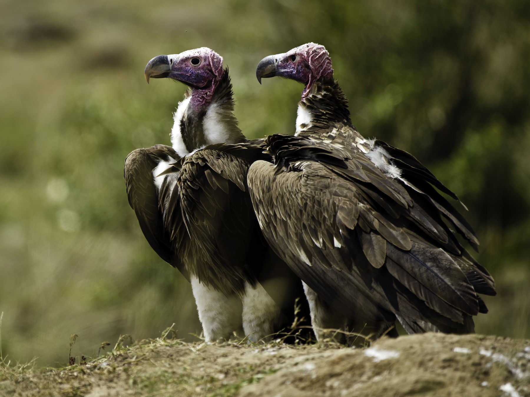 Lappet Faced Vulture Flying