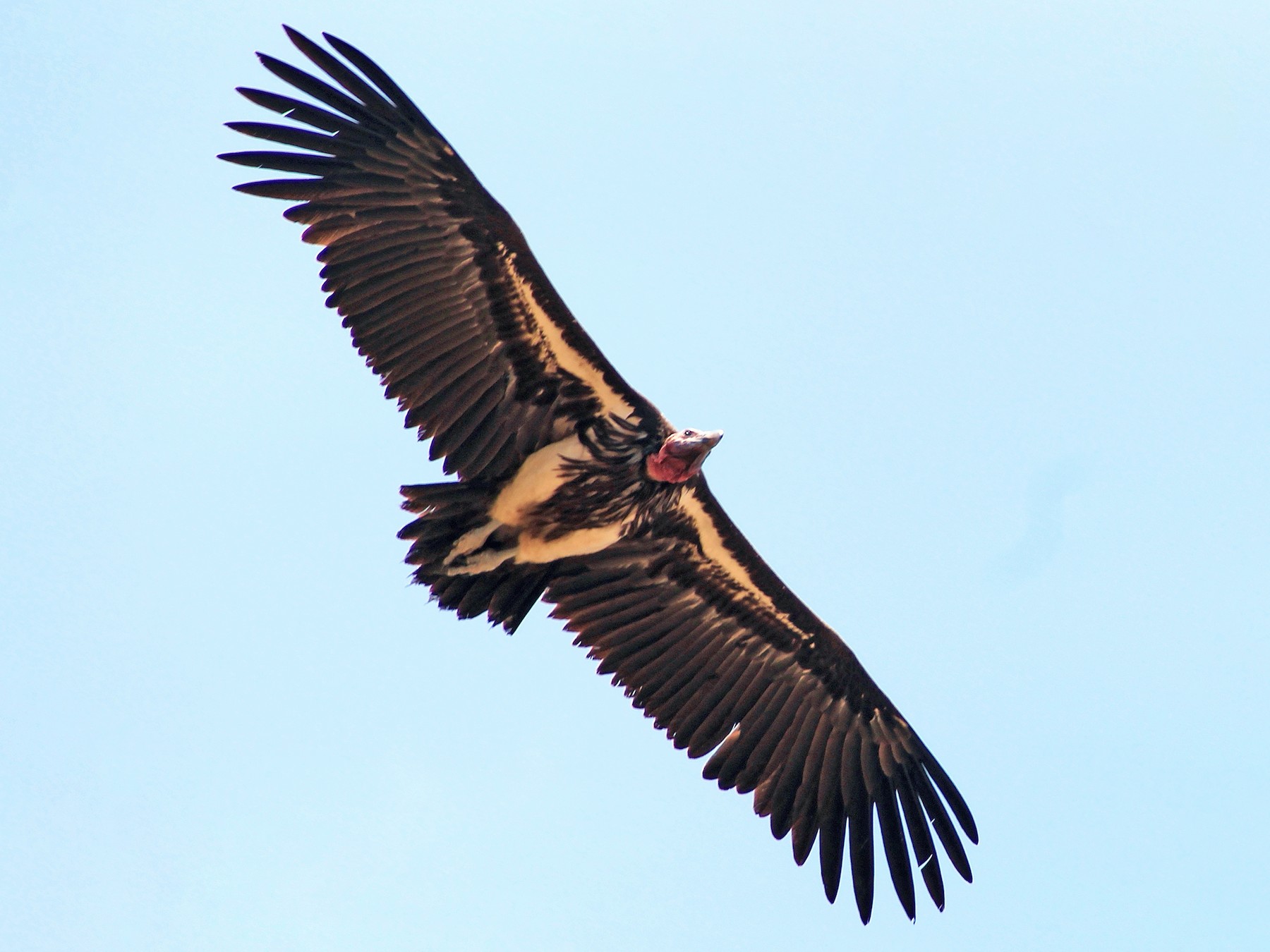 lappet faced vulture