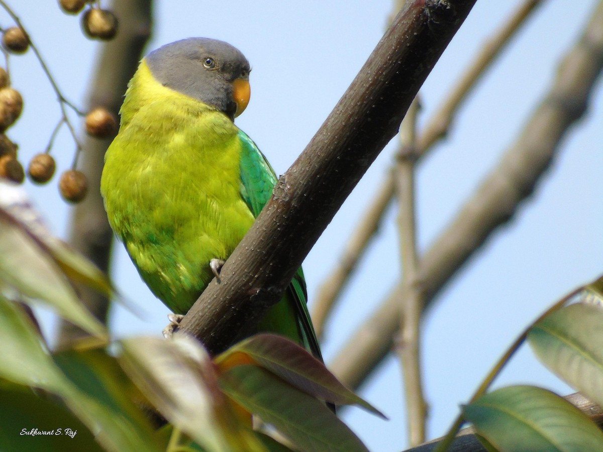 Plum-headed Parakeet - Sukhwant S Raj