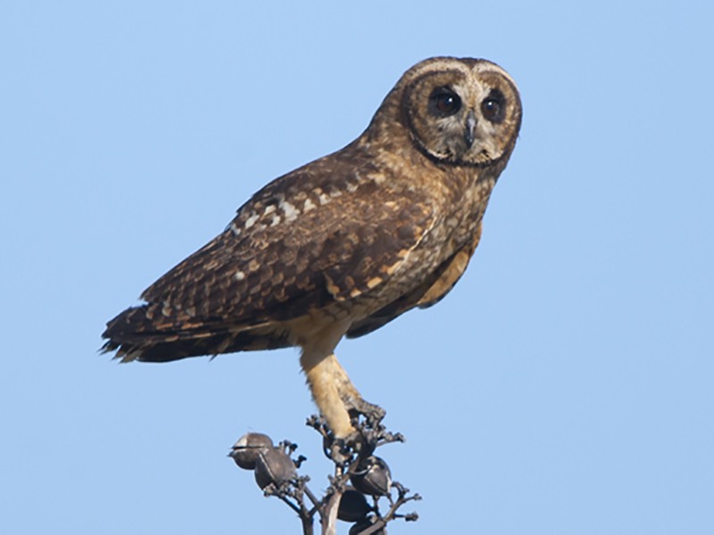 Marsh Owl - Tony Palliser