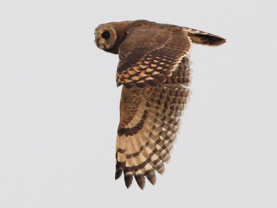 Marsh Owl - Kyle Lima