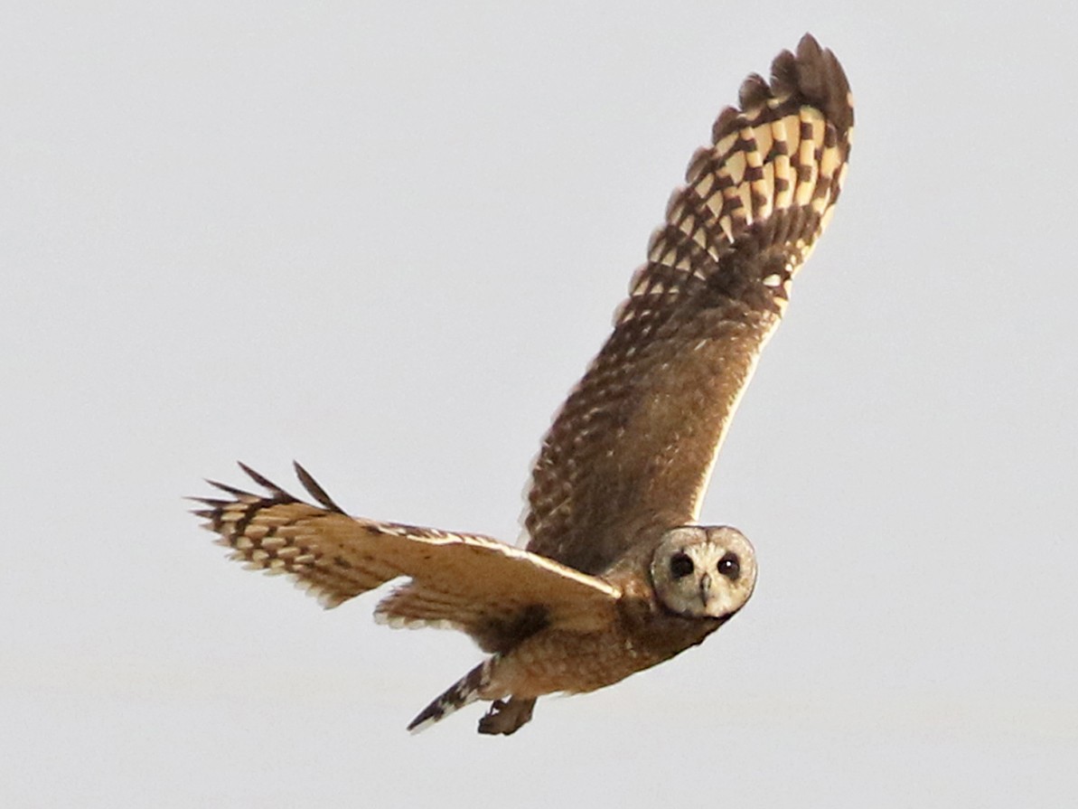 Marsh Owl - Charley Hesse TROPICAL BIRDING