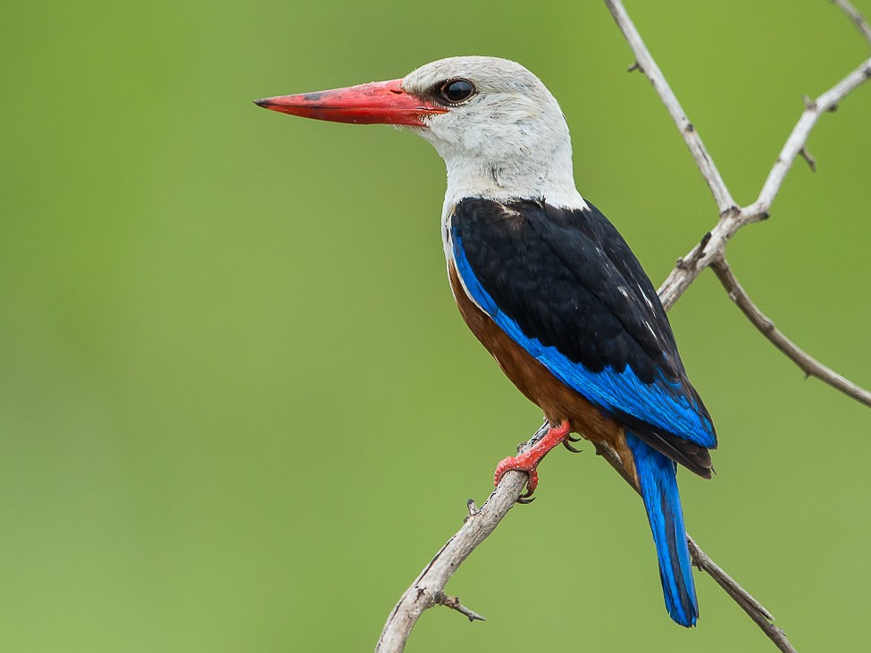 Gray-headed Kingfisher - Riaan Marais