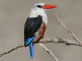  - Gray-headed Kingfisher