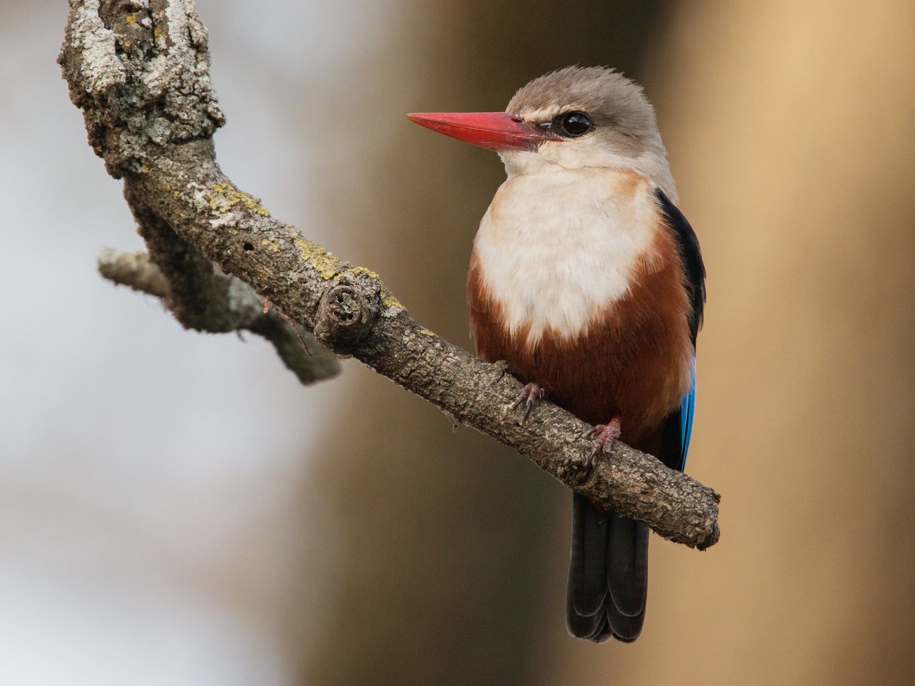 Grayheaded Kingfisher eBird