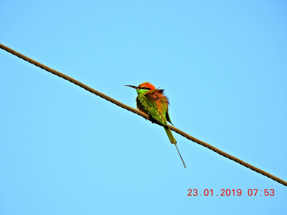 Asian Green Bee-eater - Liao Tzu-Chiang
