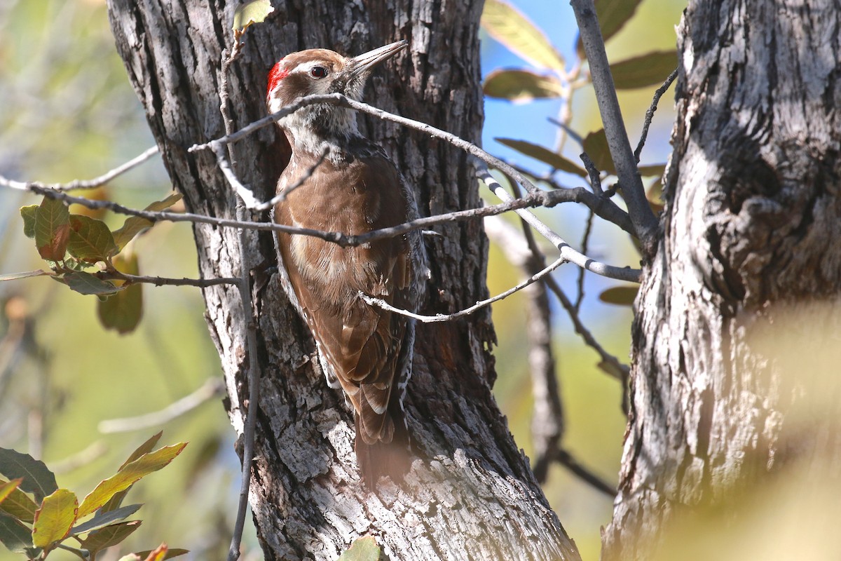 Arizona Woodpecker - Karl Bardon