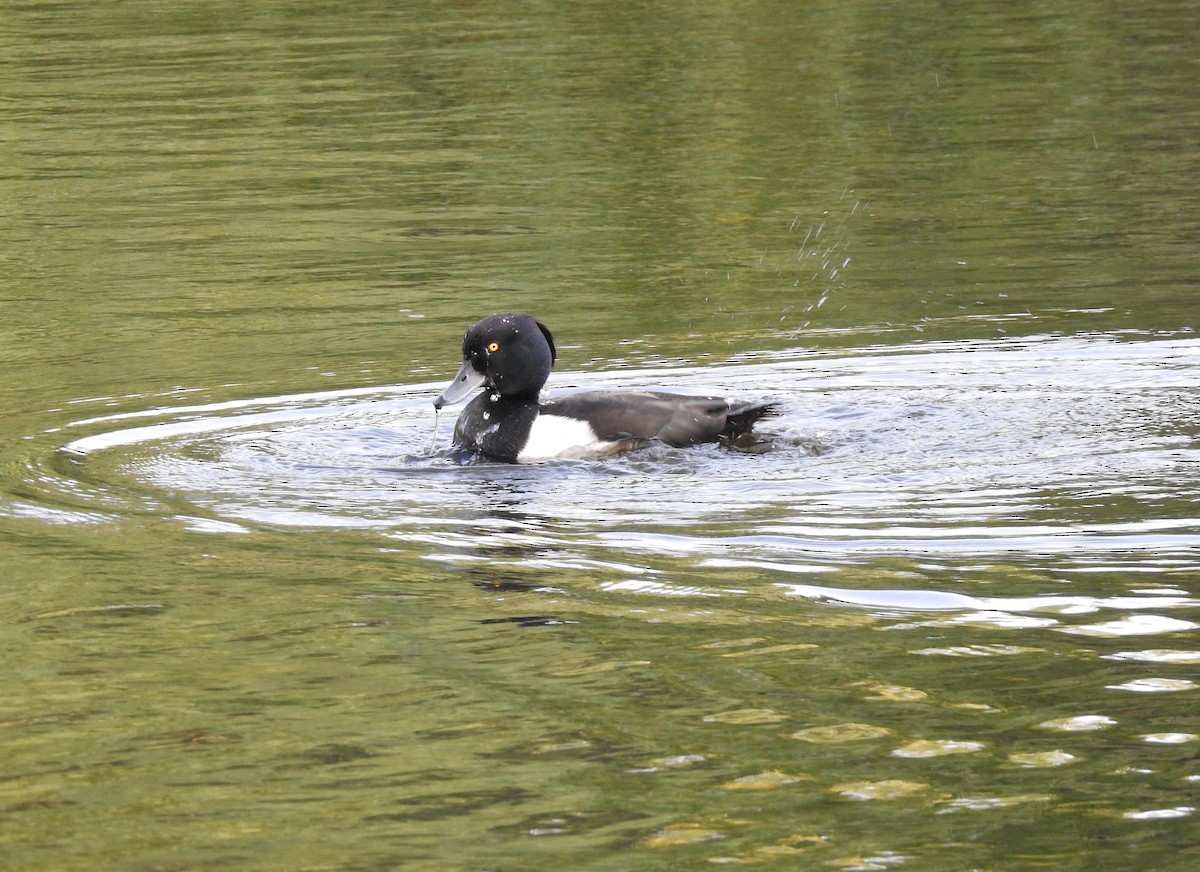 Tufted Duck - Dale Floer