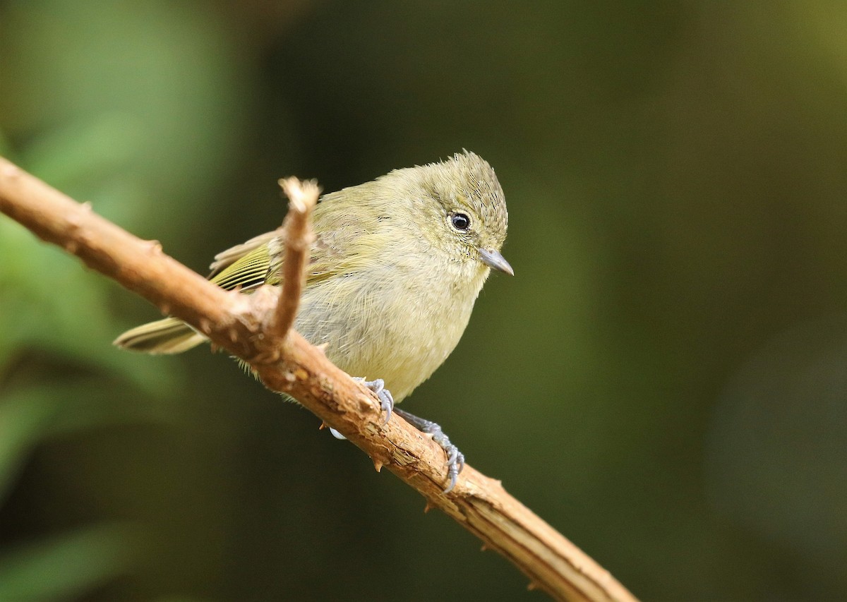 Yellow-browed Tit - ML144009151
