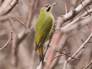  - Levaillant's Woodpecker