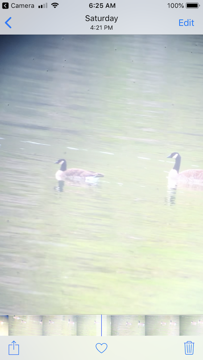 Canada Goose (canadensis Group) - ML144010621