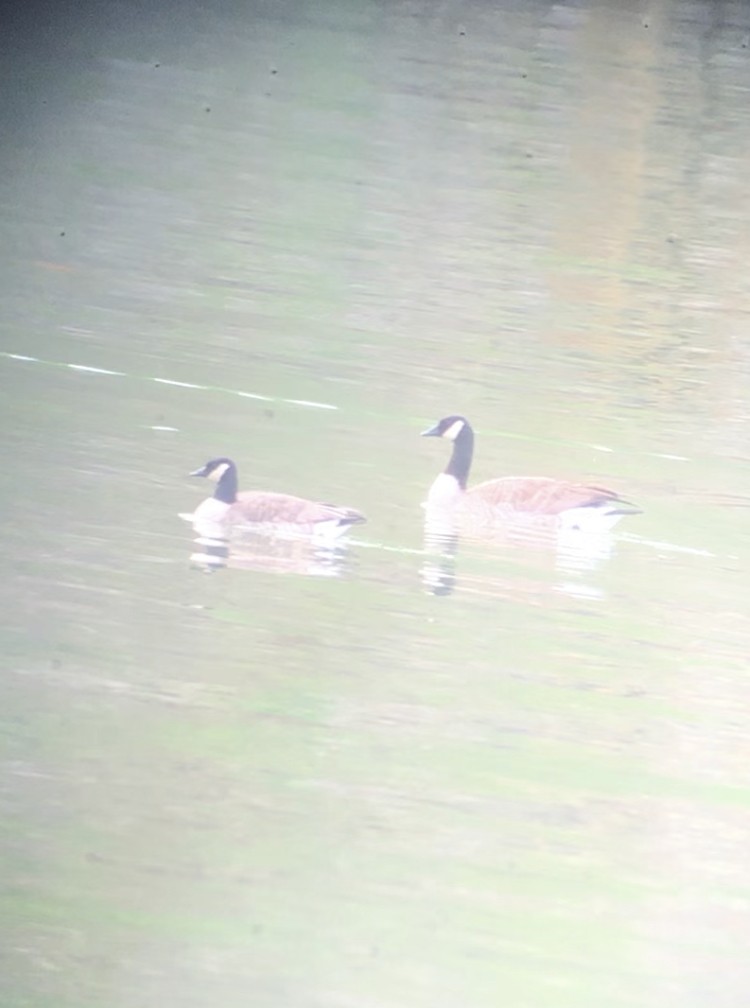 Canada Goose (canadensis Group) - ML144010661