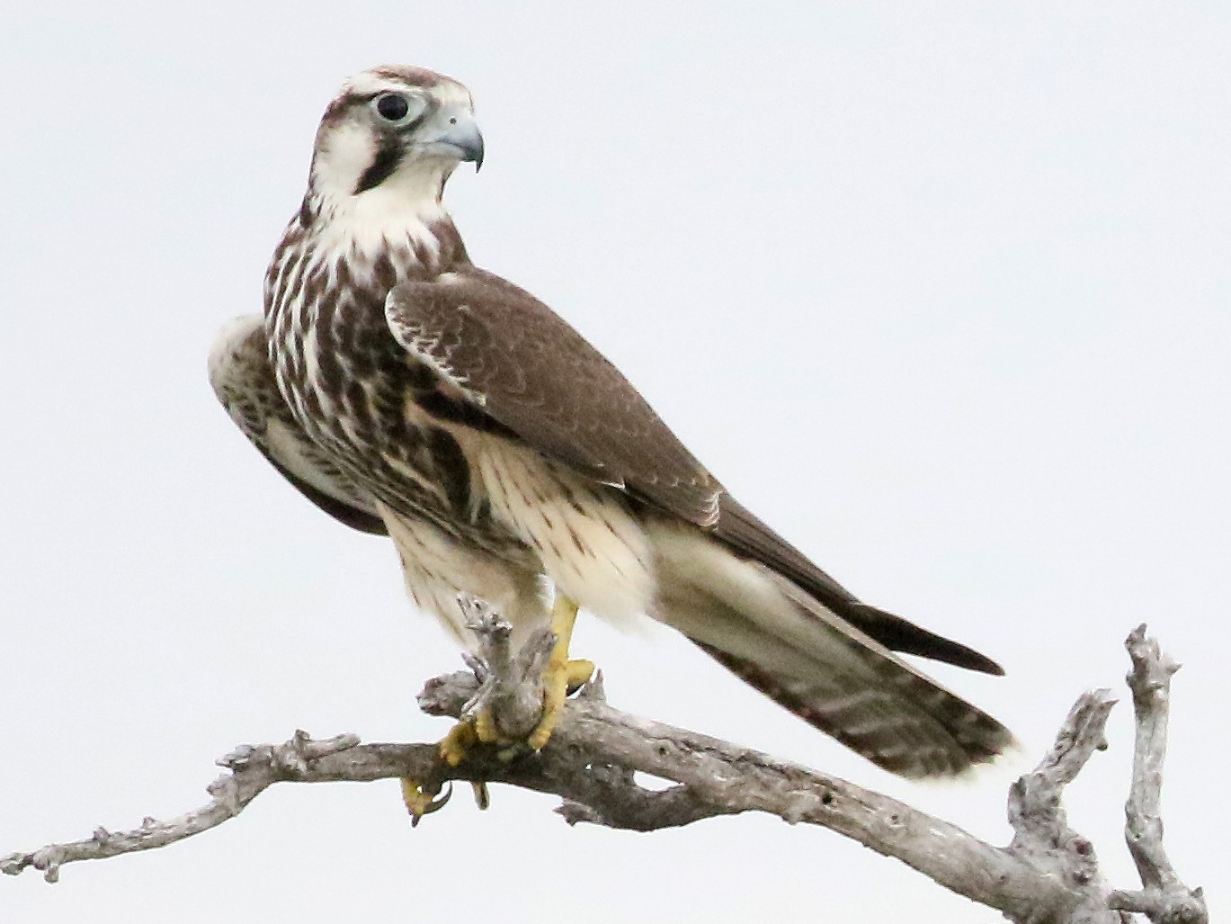 Lanner Falcon - Charlotte Byers