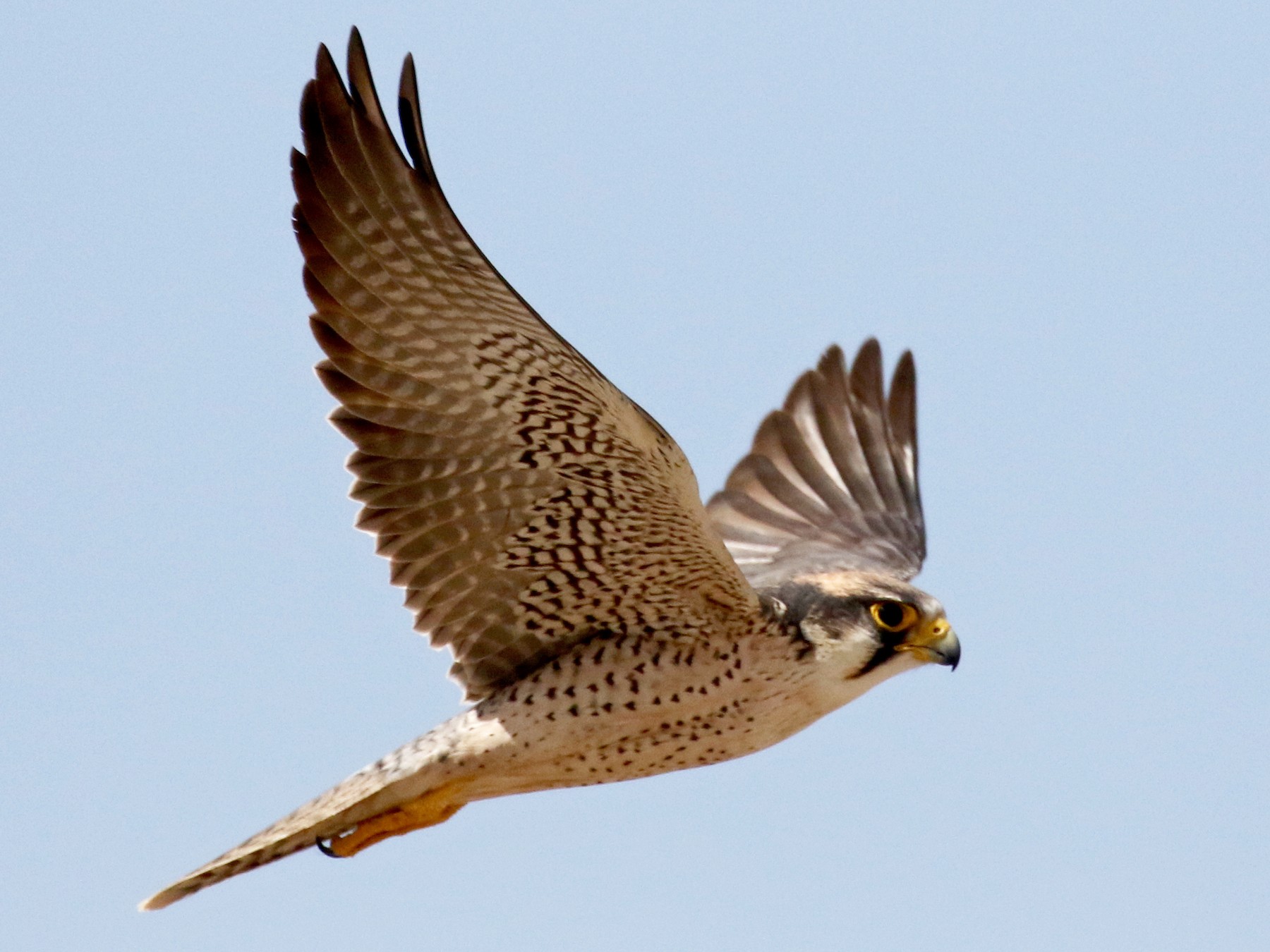 Lanner Falcon - Jay McGowan