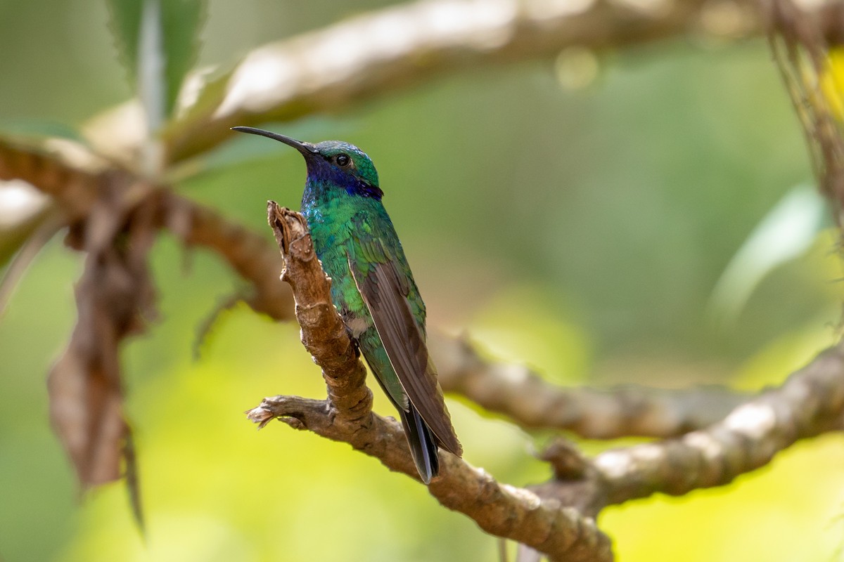 kolibřík modrolící - ML144013501