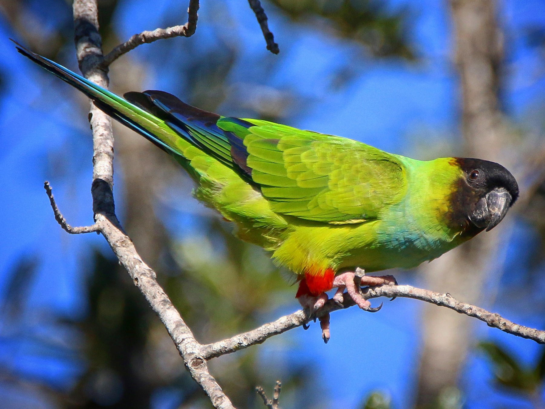 Black hot sale headed parakeet