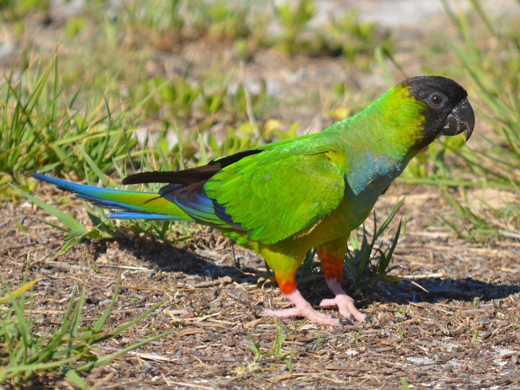 Nanday Parakeet - Melissa James