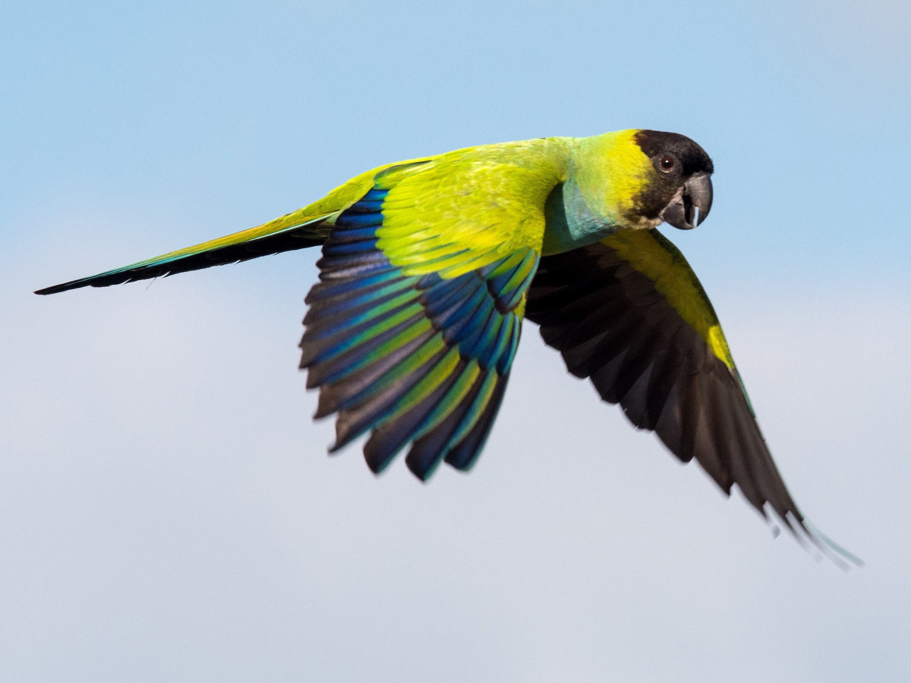 Nanday Conure Bird