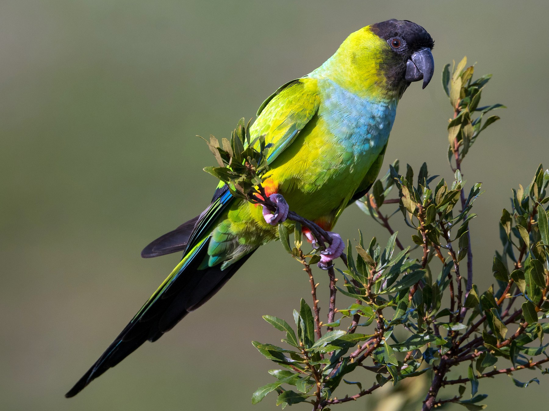 Nanday Parakeet - Melissa James