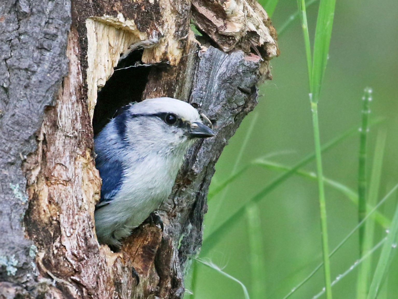 Azure Tit - Andrew Spencer