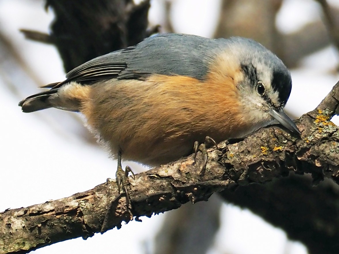 Algerian Nuthatch - Andrew Spencer