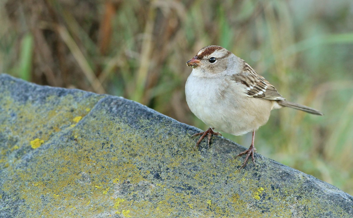 White-crowned Sparrow (leucophrys) - Jeremiah Trimble