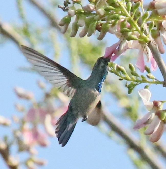 Sapphire-throated Hummingbird - Larry Sirvio
