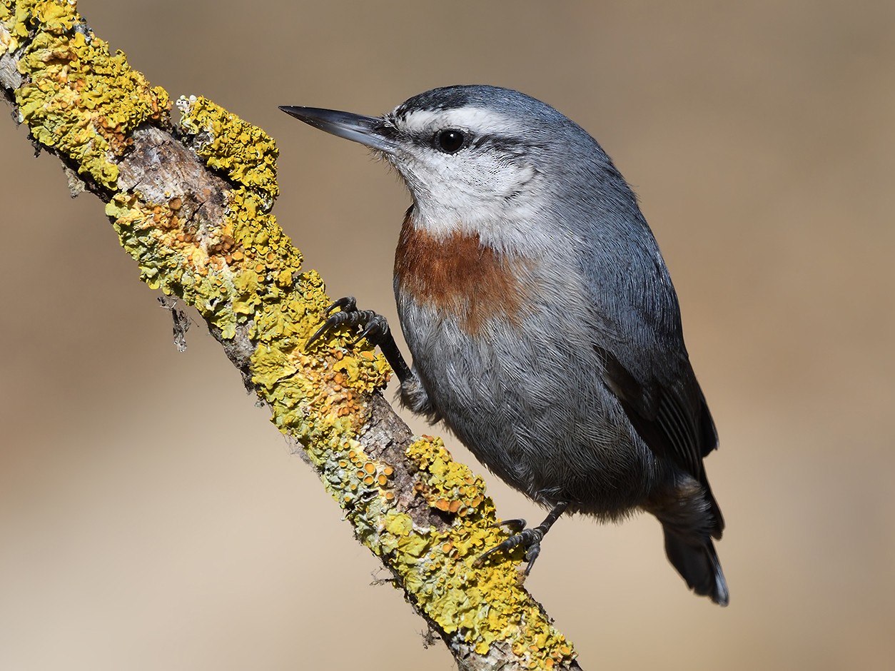 Krüper's Nuthatch - Kuzey Cem Kulaçoğlu