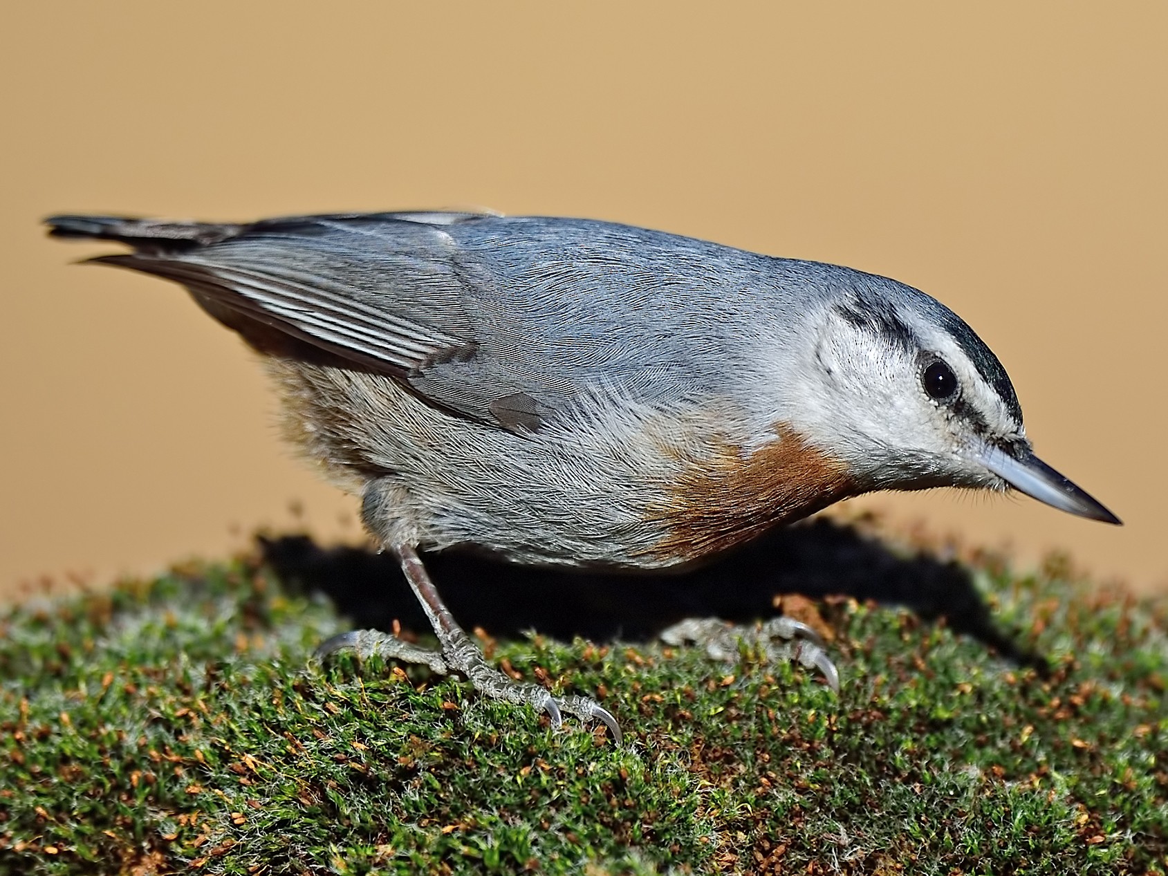 Krüper's Nuthatch - Ferit Başbuğ