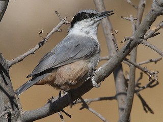  - Eastern Rock Nuthatch
