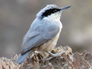  - Eastern Rock Nuthatch