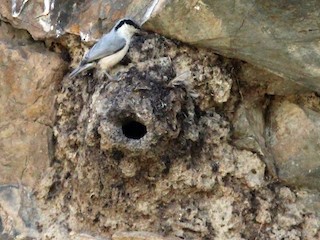  - Eastern Rock Nuthatch