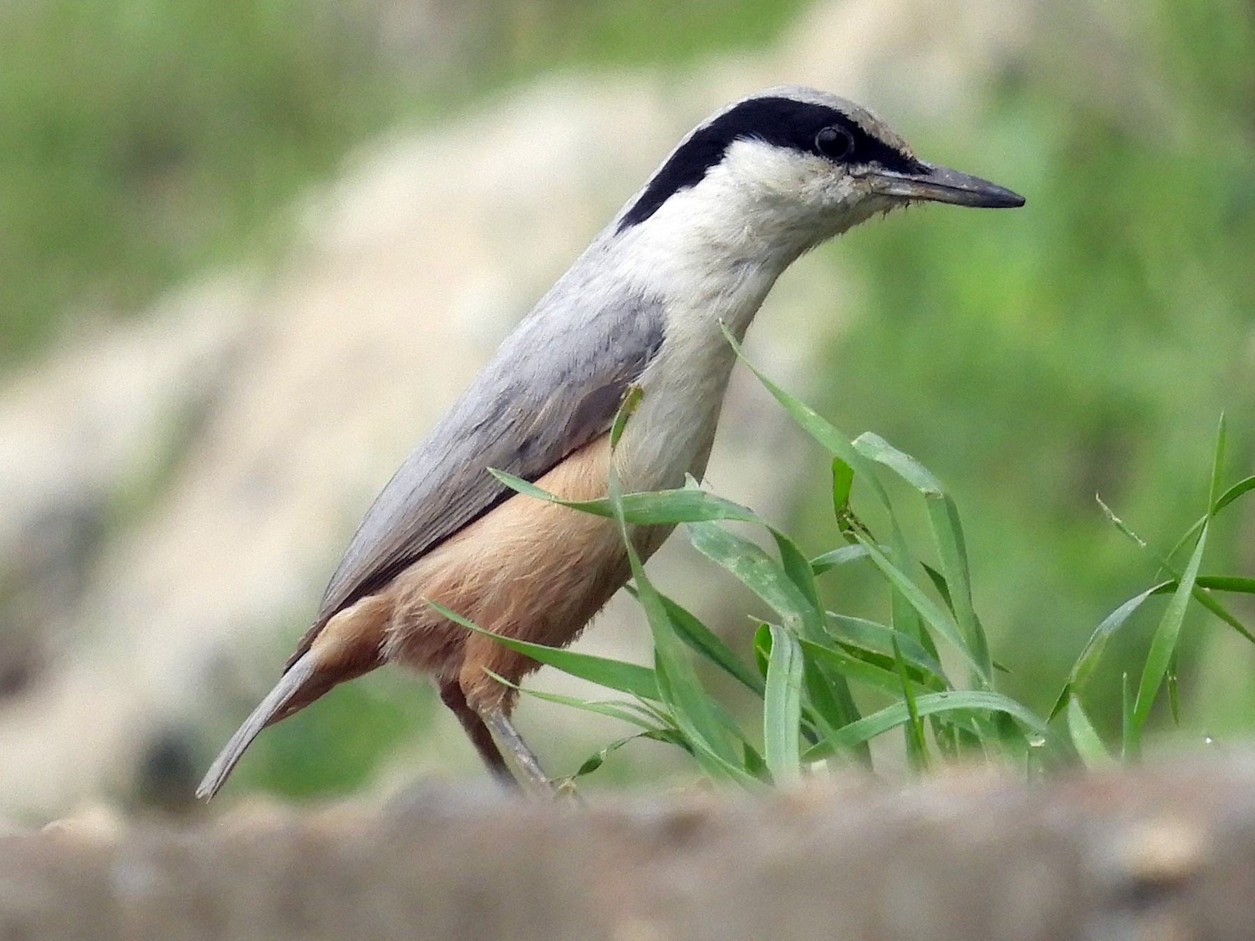 Eastern Rock Nuthatch - Jukka Perttu