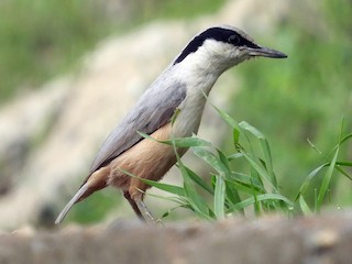  - Eastern Rock Nuthatch