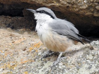  - Eastern Rock Nuthatch