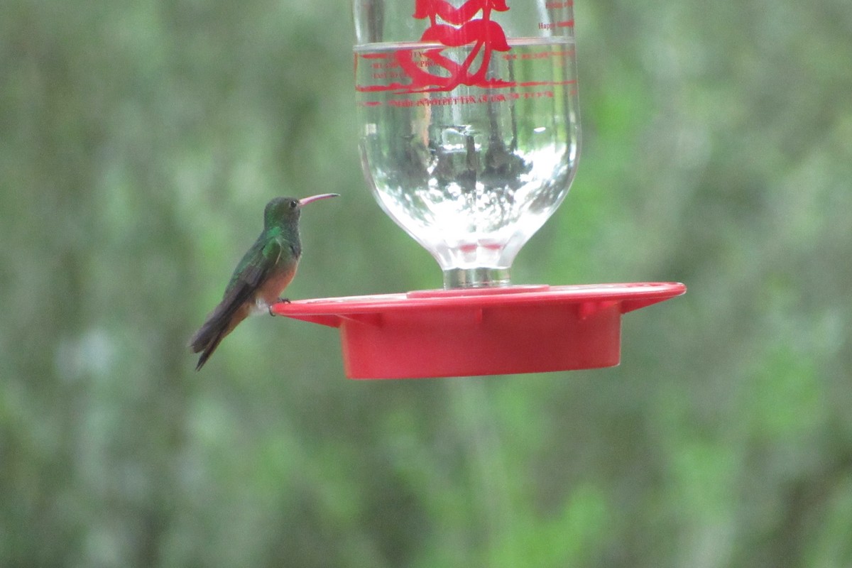 Buff-bellied Hummingbird - anne mayville
