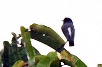 Swallow-winged Puffbird - ML144020531