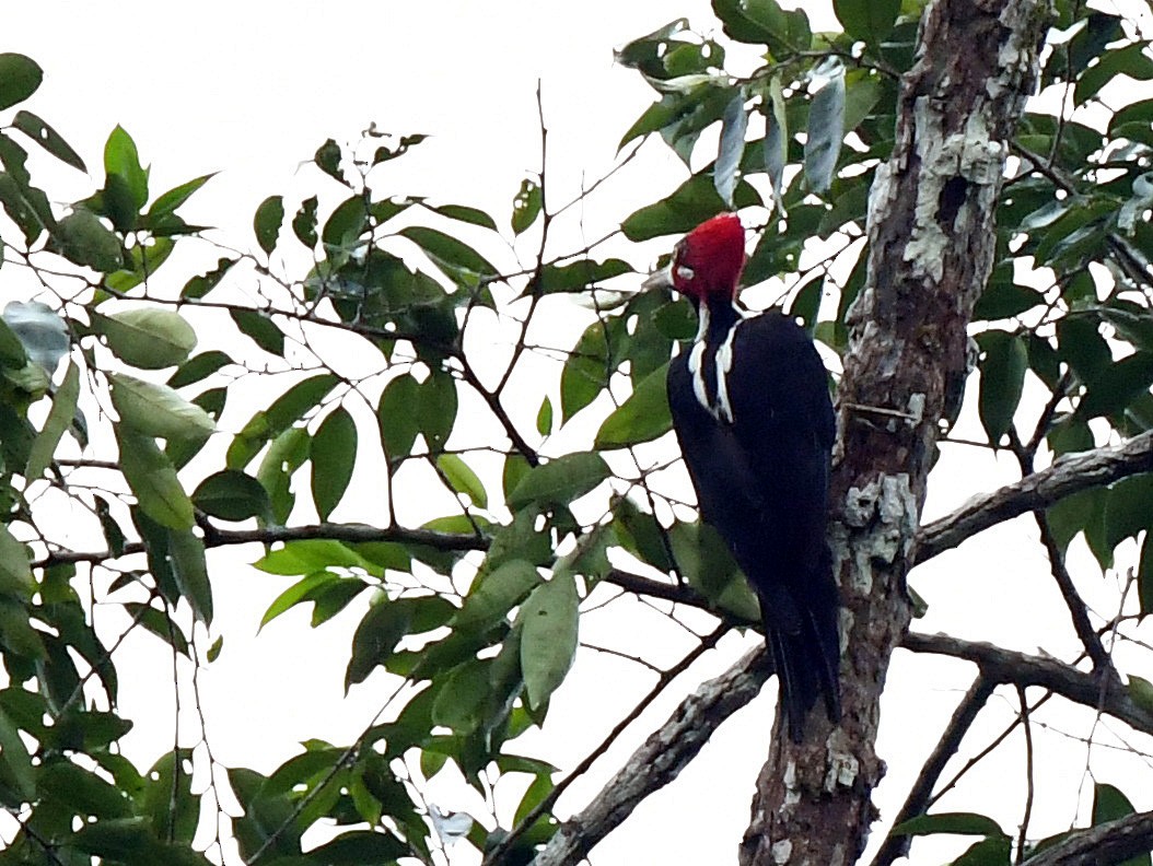 Crimson-crested Woodpecker - Charles Hundertmark