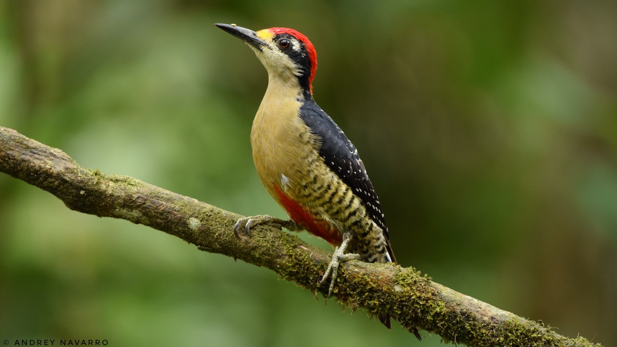 Black-cheeked Woodpecker - Andrey Navarro Brenes