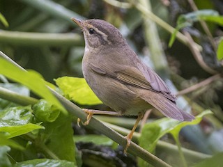  - Radde's Warbler