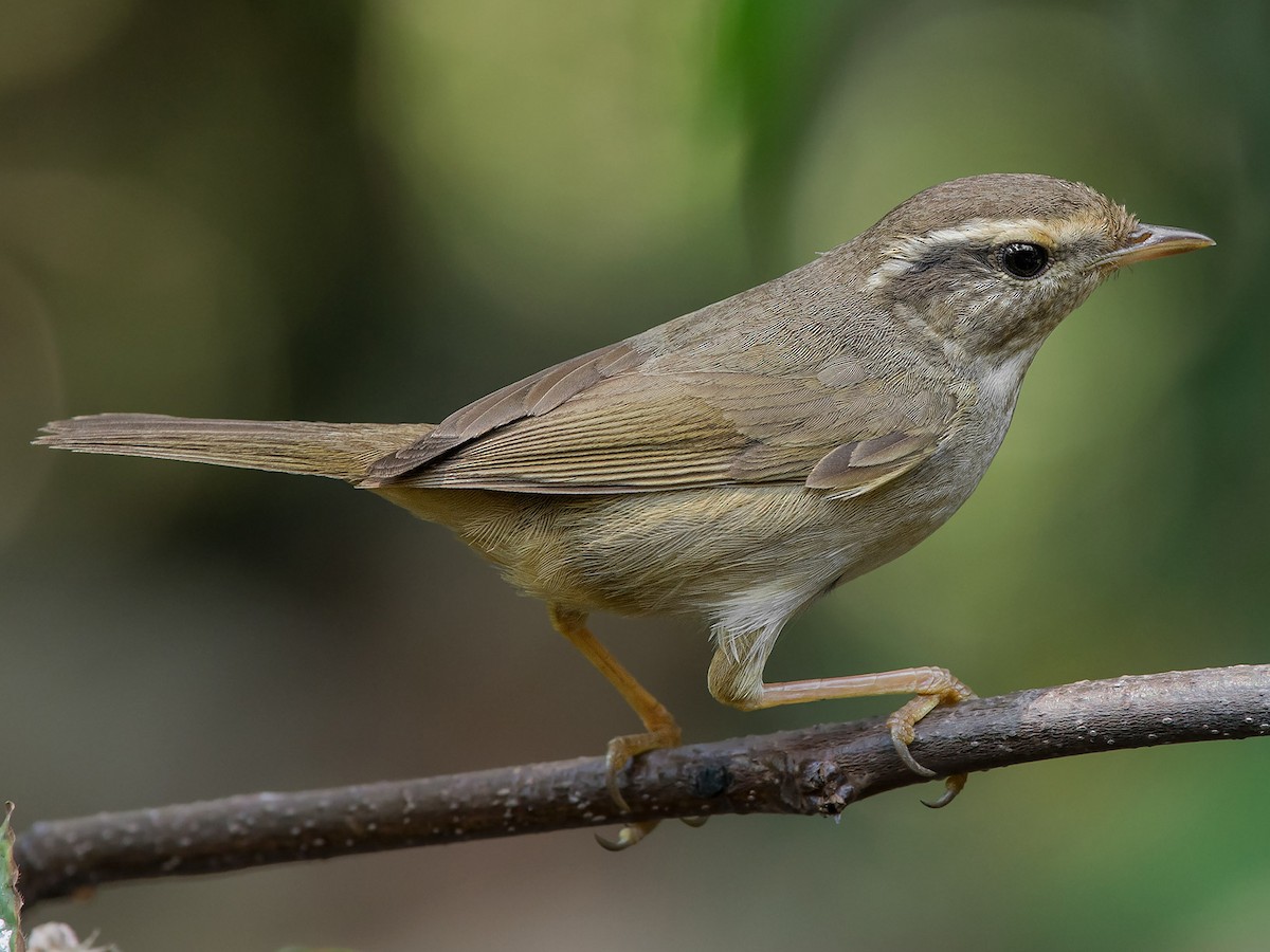 巨嘴柳鶯 Ebird