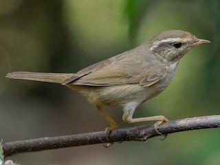  - Radde's Warbler
