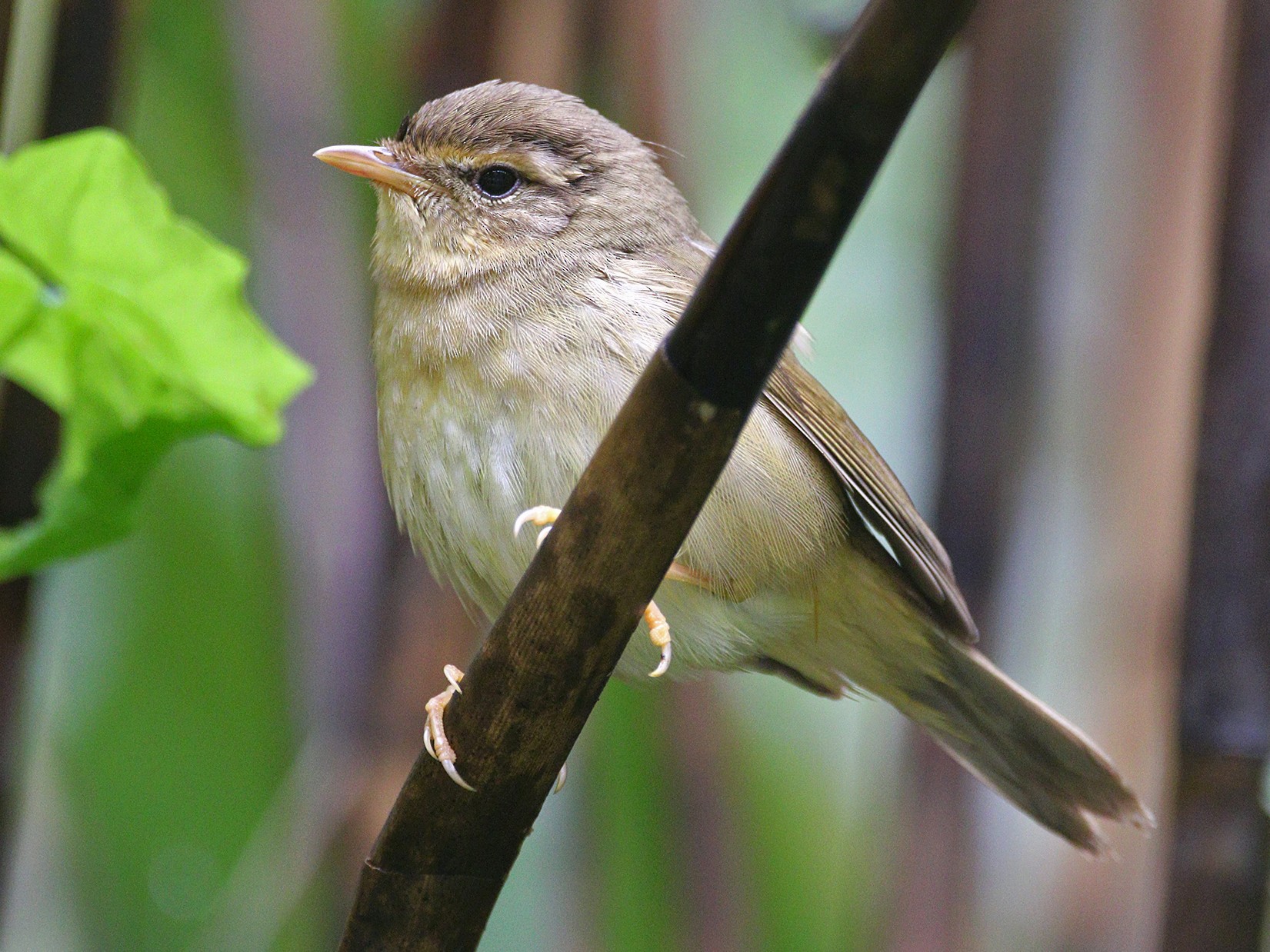 Radde's Warbler - eBird
