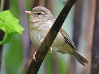  - Radde's Warbler