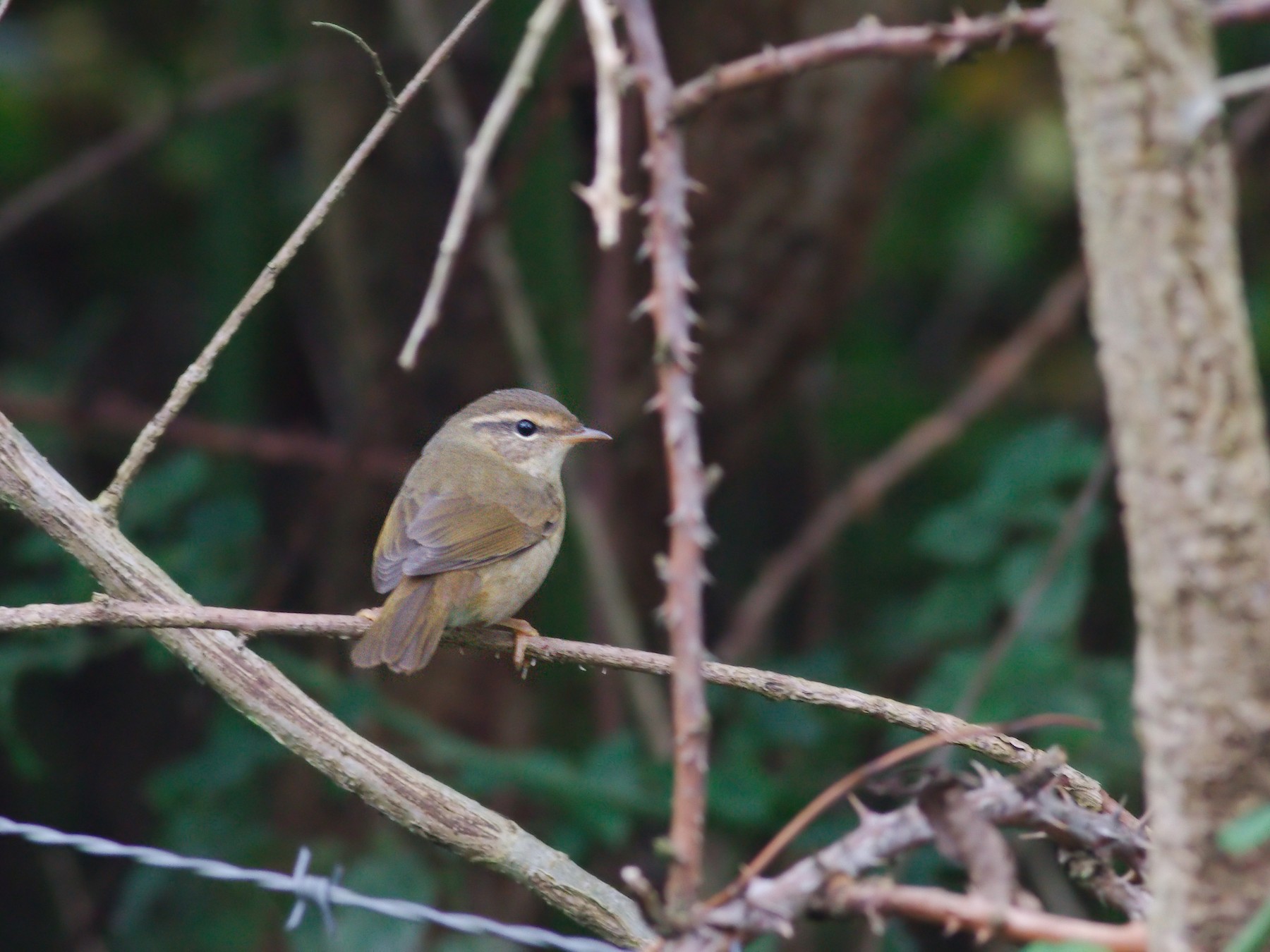 Radde's Warbler - Toby Austin