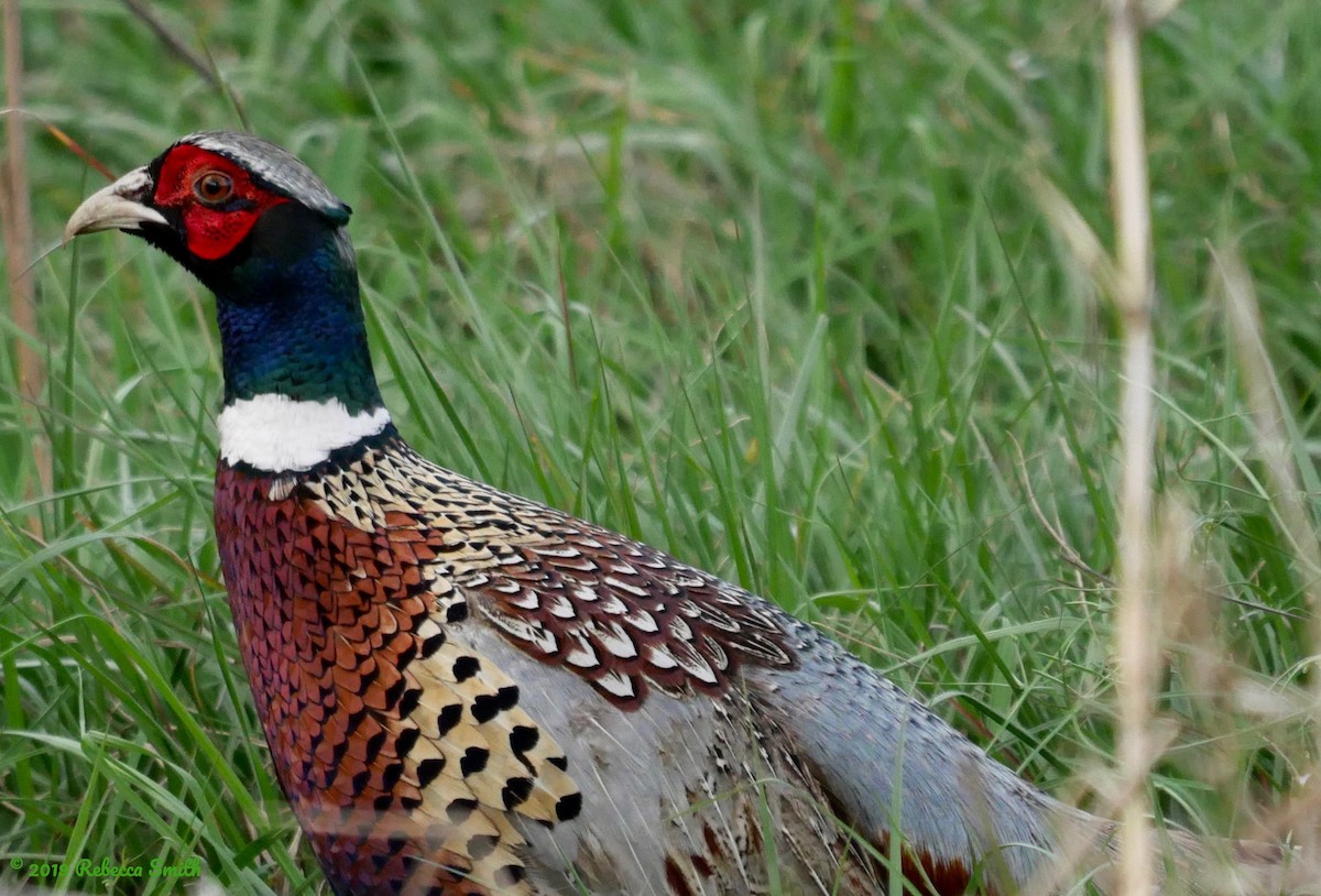 Ring-necked Pheasant - Rebecca Smith