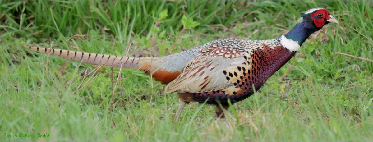 Ring-necked Pheasant - ML144020891