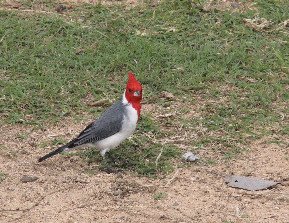 Red-crested Cardinal - ML144022111