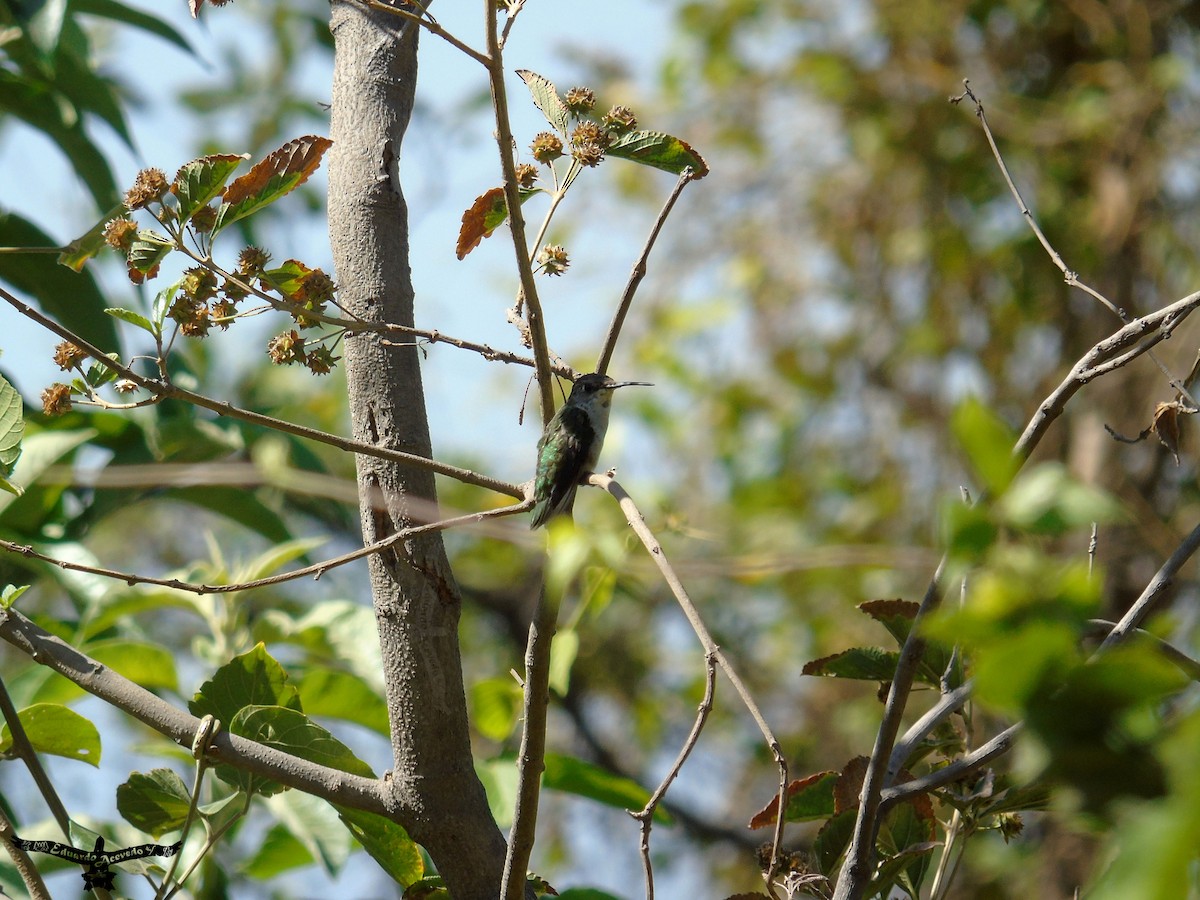 Ruby-throated Hummingbird - Eduardo Acevedo